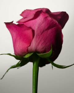 FRAGRANCE_Signature_3