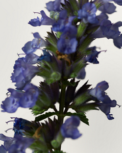 Nav_Bar_Imagery_Fragrance