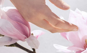 Hand touching pink flowers
