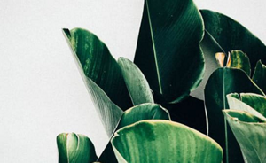 Green plants with white background