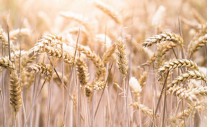 Cornfield in bright light
