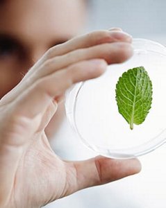 hand holding a plastic case in the laboratory with a green leaf