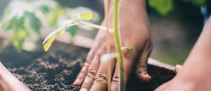 Hands planting small plant